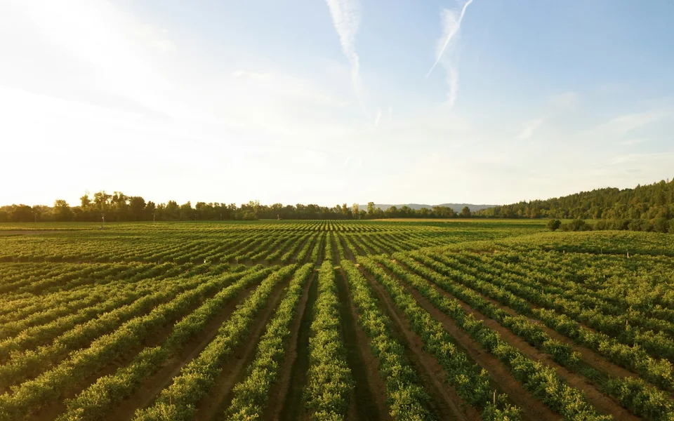 Rows of cultivated crops on a farm at sunset.