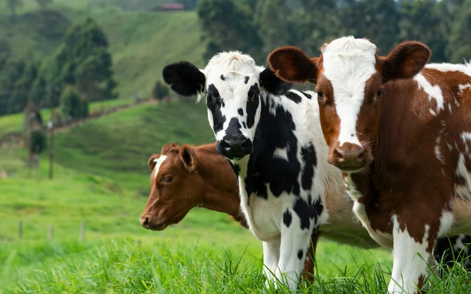 Dairy cattle standing in a grassy field.